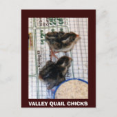 VALLEY QUAIL CHICKS BRIEFKAART (Voorkant)