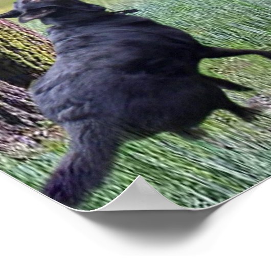 VALLING CAT POSTER (Hoek)