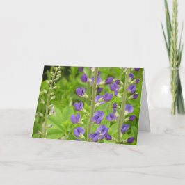 Valse indigo (Baptisia australis) kaart