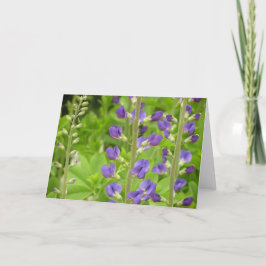 Valse indigo (Baptisia australis) kaart