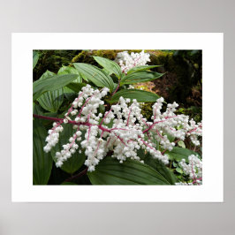 Valse Salomonszegel Bloemen Bloemig Poster