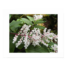 Valse Salomonszegel Bloemen Bloemig