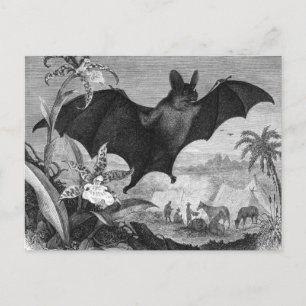 Vampire Bat Briefkaart