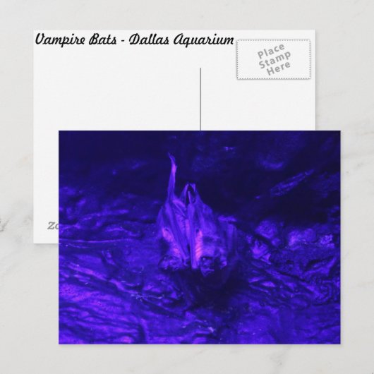 Vampire Bat Briefkaart (Voorkant / Achterkant)