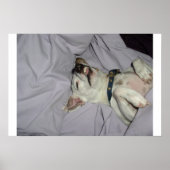 Vampire Dog Poster (Voorkant)