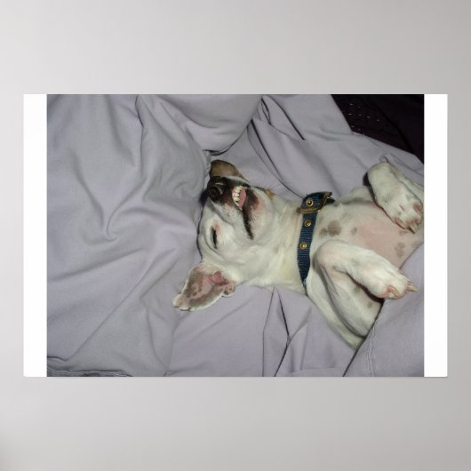 Vampire Dog Poster (Voorkant)