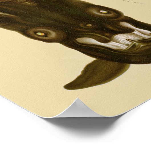 Vampire Squid Black Zee Created Art Print (Hoek)