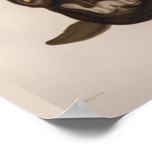 Vampire Squid Black Zee Created Art Print (Hoek)