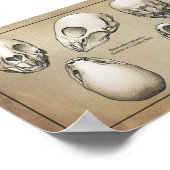 Vampire vlek poster (Hoek)