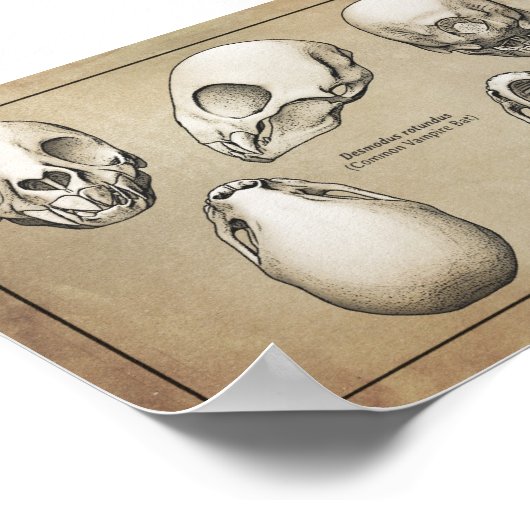 Vampire vlek poster (Hoek)