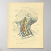  van de anatomische laterale nek poster (Voorkant)
