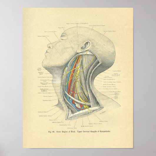  van de anatomische laterale nek poster (Voorkant)