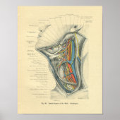  van de anatomische laterale nek poster (Voorkant)
