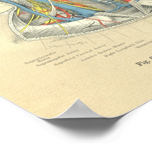  van de anatomische Neck Deep Layer Poster (Hoek)