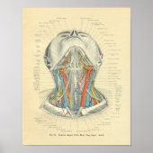  van de anatomische Neck Deep Layer Poster (Voorkant)