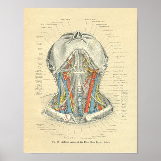 van de anatomische Neck Deep Layer Poster (Voorkant)