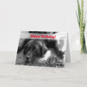 van de groep Birthday Labrador Dog Kaart (Voorkant)