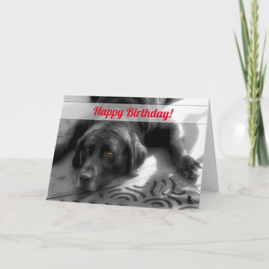 van de groep Birthday Labrador Dog Kaart (Voorkant)