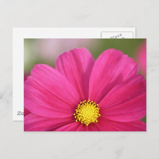 Van de helft van Schoonheid Briefkaart (Voorkant / Achterkant)