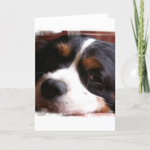 Van de koning het Cavalier Spaniel Wenskaart van Kaart