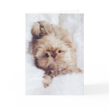 Van de leverShih Tzu van de stuiver de oranje