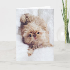 Van de leverShih Tzu van de stuiver de oranje Kaart