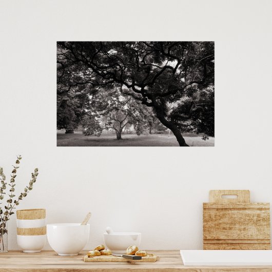 Van de Magnolia Trees - Warm BW Poster (Keuken)