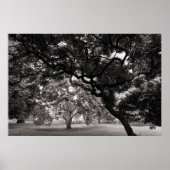 Van de Magnolia Trees - Warm BW Poster (Voorkant)