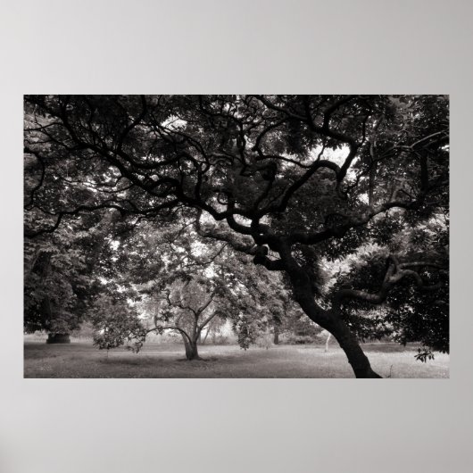 Van de Magnolia Trees - Warm BW Poster (Voorkant)
