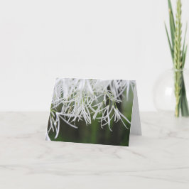 Van de rand de boom (virginicus Chionanthus) kaart