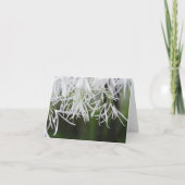 Van de rand de boom (virginicus Chionanthus) kaart (Voorkant)