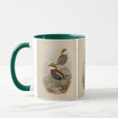 Van der Bosch's Pitta door John Gould Mok (Links)