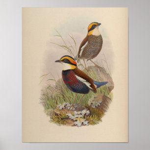 Van der Bosch's Pitta door John Gould Print