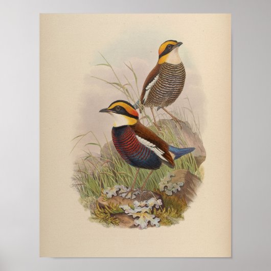 Van der Bosch's Pitta door John Gould Print (Voorkant)