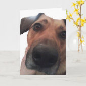 Van een hond Hallo Kaart (Gele Bloem)