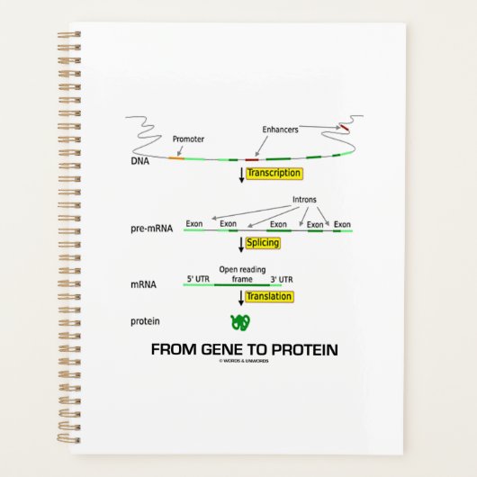 Van genen tot eiwit moleculaire biologie planner (Voorkant)