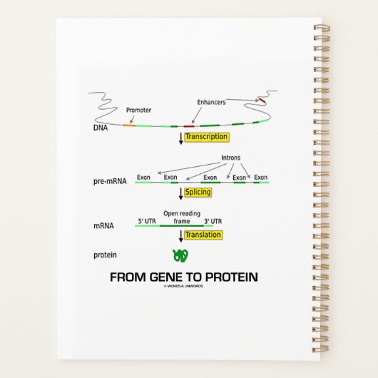 Van genen tot eiwit moleculaire biologie planner (Achterkant)