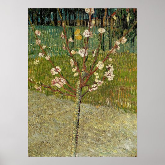 Van Gogh - Amandelboom in bloei Poster (Voorkant)