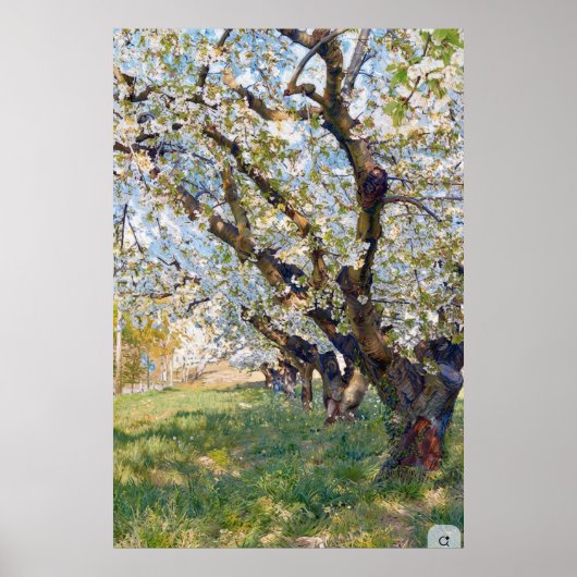 Van Gogh Bloeiende Abrikozenbomen Poster (Voorkant)