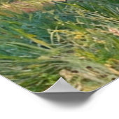 Van Gogh Blossoming Apricot Trees Poster (Hoek)