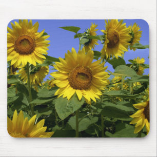 Van Gogh in Provence Mousepad Muismat