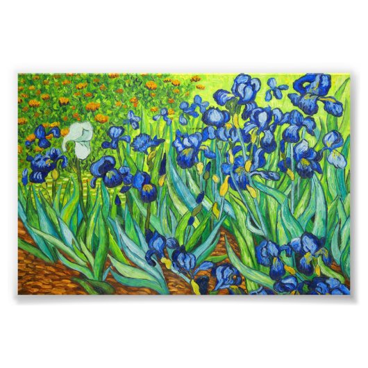 Van Gogh Irises Foto Afdruk (Voorkant)