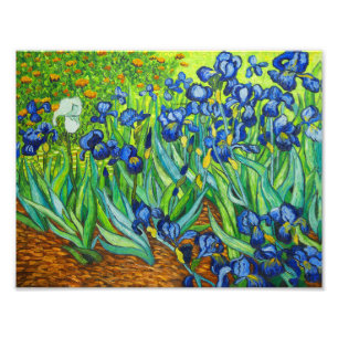 Van Gogh Irises Foto Afdruk