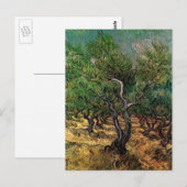 Van Gogh Olive Grove, landschapskunst Briefkaart (Voorkant / Achterkant)
