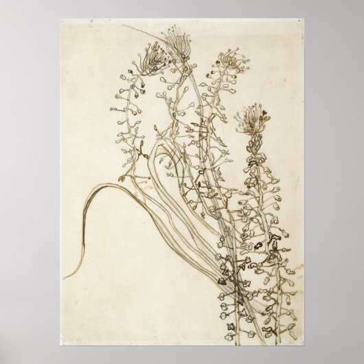 Van Gogh - Tassel Hyacinth Poster (Voorkant)