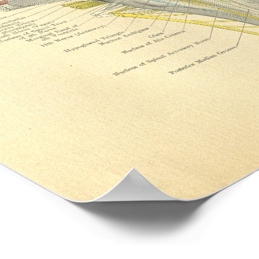 van het anatomische brein Dorsal Aspect Poster (Hoek)