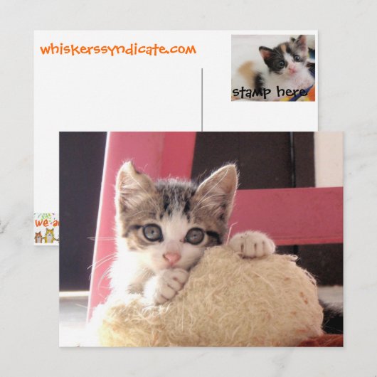 van het het katjesspeelgoed van bakkebaarden de briefkaart (Voorkant / Achterkant)