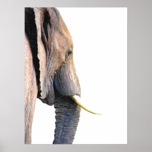 Van het het profieloerwoud van de olifant het poster