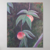 VAN HET Poster FLORIDA PEACHES (Voorkant)