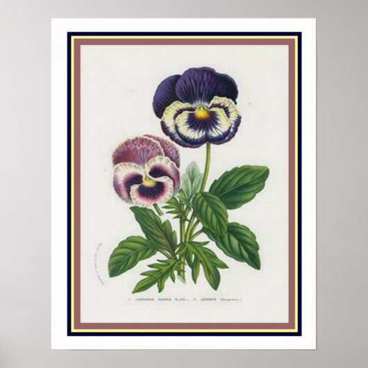 Van Houtte 1845 Botanische "Pansy" afdrukken Poster (Voorkant)